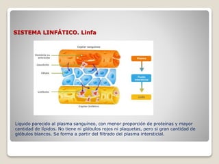 SISTEMA LINFÁTICO. Linfa
Líquido parecido al plasma sanguíneo, con menor proporción de proteínas y mayor
cantidad de lípidos. No tiene ni glóbulos rojos ni plaquetas, pero si gran cantidad de
glóbulos blancos. Se forma a partir del filtrado del plasma intersticial.
 