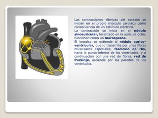 Las contracciones rítmicas del corazón se
inician en el propio músculo cardíaco como
consecuencia de un estímulo eléctrico.
La contracción se inicia en el nódulo
sinoauricular, localizado en la aurícula dcha.
funcionan como un marcapasos.
El impulso se extiende al nódulo aurico-
ventricular, que lo transmite por unas fibras
musculares especiales, fascículo de His,
hacia la punta inferior de los ventrículos, y a
continuación por una red de fibras, red de
Purkinje, asciende por las paredes de los
ventrículos.
 