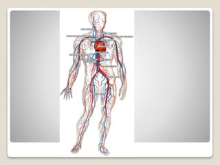 Circulatorio en animales