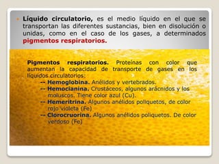 Líquido circulatorio, es el medio líquido en el que se
transportan las diferentes sustancias, bien en disolución o
unidas, como en el caso de los gases, a determinados
pigmentos respiratorios.
Pigmentos respiratorios. Proteínas con color que
aumentan la capacidad de transporte de gases en los
líquidos circulatorios:
-- Hemoglobina. Anélidos y vertebrados.
-- Hemocianina. Crustáceos, algunos arácnidos y los
moluscos. Tiene color azul (Cu).
-- Hemeritrina. Algunos anélidos poliquetos, de color
rojo violeta (Fe)
-- Clorocruorina. Algunos anélidos poliquetos. De color
verdoso (Fe)
 