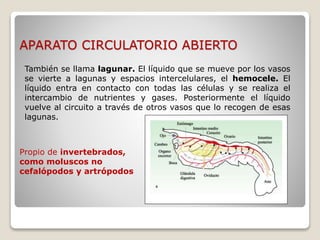 APARATO CIRCULATORIO ABIERTO
También se llama lagunar. El líquido que se mueve por los vasos
se vierte a lagunas y espacios intercelulares, el hemocele. El
líquido entra en contacto con todas las células y se realiza el
intercambio de nutrientes y gases. Posteriormente el líquido
vuelve al circuito a través de otros vasos que lo recogen de esas
lagunas.
Propio de invertebrados,
como moluscos no
cefalópodos y artrópodos
 