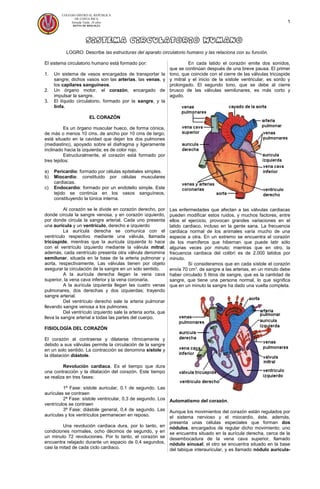 Sistema circulatorio humano
LOGRO: Describe las estructuras del aparato circulatorio humano y las relaciona con su función.
El sistema circulatorio humano está formado por:
1. Un sistema de vasos encargados de transportar la
sangre; dichos vasos son las arterias, las venas, y
los capilares sanguíneos.
2. Un órgano motor, el corazón, encargado de
impulsar la sangre.
3. El líquido circulatorio, formado por la sangre, y la
linfa.
EL CORAZÓN
Es un órgano muscular hueco, de forma cónica,
de más o menos 10 cms. de ancho por 10 cms de largo;
está situado en la cavidad que dejan los dos pulmones
(mediastino), apoyado sobre el diafragma y ligeramente
inclinado hacia la izquierda; es de color rojo.
Estructuralmente, el corazón está formado por
tres tejidos:
a) Pericardio: formado por células epiteliales simples.
b) Miocardio: constituido por células musculares
cardiacas.
c) Endocardio: formado por un endotelio simple. Este
tejido se continúa en los vasos sanguíneos,
constituyendo la túnica interna.
Al corazón se le divide en corazón derecho, por
donde circula la sangre venosa, y en corazón izquierdo,
por donde circula la sangre arterial. Cada uno presenta
una aurícula y un ventrículo, derecho e izquierdo
La aurícula derecha se comunica con el
ventrículo respectivo mediante una válvula, llamada
tricúspide, mientras que la aurícula izquierda lo hace
con el ventrículo izquierdo mediante la válvula mitral;
además, cada ventrículo presenta otra válvula denomina
semilunar, situada en la base de la arteria pulmonar y
aorta, respectivamente. Las válvulas tienen por objeto
asegurar la circulación de la sangre en un solo sentido.
A la aurícula derecha llegan la vena cava
superior, la vena cava inferior y la vena coronaria.
A la aurícula izquierda llegan las cuatro venas
pulmonares, dos derechas y dos izquierdas; trayendo
sangre arterial.
Del ventrículo derecho sale la arteria pulmonar
llevando sangre venosa a los pulmones.
Del ventrículo izquierdo sale la arteria aorta, que
lleva la sangre arterial a todas las partes del cuerpo.
FISIOLOGÍA DEL CORAZÓN
El corazón al contraerse y dilatarse rítmicamente y
debido a sus válvulas permite la circulación de la sangre
en un solo sentido. La contracción se denomina sístole y
la dilatación diástole.
Revolución cardiaca. Es el tiempo que dura
una contracción y la dilatación del corazón. Este tiempo
se realiza en tres fases:
1ª Fase: sístole auricular, 0.1 de segundo. Las
aurículas se contraen
2ª Fase: sístole ventricular, 0,3 de segundo. Los
ventrículos se contraen
3ª Fase: diástole general, 0,4 de segundo. Las
aurículas y los ventrículos permanecen en reposo.
Una revolución cardiaca dura, por lo tanto, en
condiciones normales, ocho décimos de segundo, y en
un minuto 72 revoluciones. Por lo tanto, el corazón se
encuentra relajado durante un espacio de 0,4 segundos,
casi la mitad de cada ciclo cardiaco.
En cada latido el corazón emite dos sonidos,
que se continúan después de una breve pausa. El primer
tono, que coincide con el cierre de las válvulas tricúspide
y mitral y el inicio de la sístole ventricular, es sordo y
prolongado. El segundo tono, que se debe al cierre
brusco de las válvulas semilunares, es más corto y
agudo.
Las enfermedades que afectan a las válvulas cardiacas
pueden modificar estos ruidos, y muchos factores, entre
ellos el ejercicio, provocan grandes variaciones en el
latido cardiaco, incluso en la gente sana. La frecuencia
cardiaca normal de los animales varía mucho de una
especie a otra. En un extremo se encuentra el corazón
de los mamíferos que hibernan que puede latir sólo
algunas veces por minuto; mientras que en otro, la
frecuencia cardiaca del colibrí es de 2.000 latidos por
minuto.
Si consideramos que en cada sístole el corazón
envía 70 cm3
. de sangre a las arterias, en un minuto debe
haber circulado 5 litros de sangre, que es la cantidad de
sangre, que tiene una persona normal, lo que significa
que en un minuto la sangre ha dado una vuelta completa.
Automatismo del corazón.
Aunque los movimientos del corazón están regulados por
el sistema nervioso y el miocardio, éste, además,
presenta unas células especiales que forman dos
nódulos, encargados de regular dicho movimiento; uno
se encuentra situado en la aurícula derecha, cerca de la
desembocadura de la vena cava superior, llamado
nódulo sinusal; el otro se encuentra situado en la base
del tabique interauricular, y es llamado nódulo aurícula-
1
COLEGIO DISTRITAL REPÚBLICA
DE COSTA RICA
Jornada Tarde. 26 años
DEPTO DE BIOLOGÍA
 