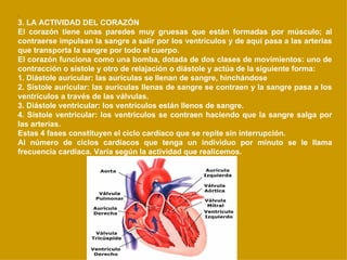 .  3. LA ACTIVIDAD DEL CORAZÓN El corazón tiene unas paredes muy gruesas que están formadas por músculo; al contraerse impulsan la sangre a salir por los ventrículos y de aquí pasa a las arterias que transporta la sangre por todo el cuerpo. El corazón funciona como una bomba, dotada de dos clases de movimientos: uno de contracción o sístole y otro de relajación o diástole y actúa de la siguiente forma: 1. Diástole auricular: las aurículas se llenan de sangre, hinchándose  2. Sístole auricular: las aurículas llenas de sangre se contraen y la sangre pasa a los ventrículos a través de las válvulas.  3. Diástole ventricular: los ventrículos están llenos de sangre. 4. Sístole ventricular: los ventrículos se contraen haciendo que la sangre salga por las arterias. Estas 4 fases constituyen el ciclo cardíaco que se repite sin interrupción. Al número de ciclos cardíacos que tenga un individuo por minuto se le llama frecuencia cardiaca. Varía según la actividad que realicemos. 