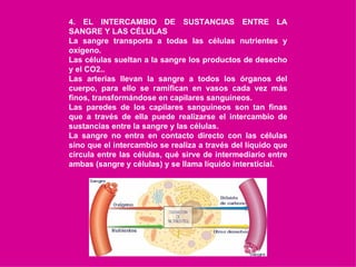 4. EL INTERCAMBIO DE SUSTANCIAS ENTRE LA SANGRE Y LAS CÉLULAS La sangre transporta a todas las células nutrientes y oxígeno. Las células sueltan a la sangre los productos de desecho y el CO2.. Las arterias llevan la sangre a todos los órganos del cuerpo, para ello se ramifican en vasos cada vez más finos, transformándose en capilares sanguíneos. Las paredes de los capilares sanguíneos son tan finas que a través de ella puede realizarse el intercambio de sustancias entre la sangre y las células. La sangre no entra en contacto directo con las células sino que el intercambio se realiza a través del líquido que circula entre las células, qué sirve de intermediario entre ambas (sangre y células) y se llama líquido intersticial. 