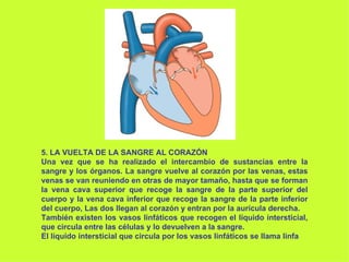 5. LA VUELTA DE LA SANGRE AL CORAZÓN Una vez que se ha realizado el intercambio de sustancias entre la sangre y los órganos. La sangre vuelve al corazón por las venas, estas venas se van reuniendo en otras de mayor tamaño, hasta que se forman la vena cava superior que recoge la sangre de la parte superior del cuerpo y la vena cava inferior que recoge la sangre de la parte inferior del cuerpo, Las dos llegan al corazón y entran por la aurícula derecha. También existen los vasos linfáticos que recogen el líquido intersticial, que circula entre las células y lo devuelven a la sangre. El líquido intersticial que circula por los vasos linfáticos se llama linfa   