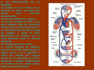 6.   LA CIRCULACIÓN DE LA SANGRE La sangre circula a través de un sistema de vasos cerrados que forma dos circuitos, denominados: Circulación pulmonar o menor. La sangre cargada de CO2 y con poco oxigeno, sale del ventrículo derecho por la artería pulmonar. Y va a los pulmones donde se carga de oxígeno y libera el CO2. Regresando al corazón por la vena pulmonar hasta la aurícula izquierda. Circulación general o mayor. La sangre cargada de oxígeno, sale del ventrículo izquierdo por la artería aorta. Y va a repartirlo a todas las células del cuerpo, donde se va cargando de CO2 y liberando el oxígeno. Regresando al corazón por las venas cavas, hasta la aurícula derecha. 