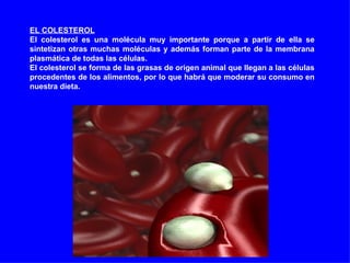 EL COLESTEROL El colesterol es una molécula muy importante porque a partir de ella se sintetizan otras muchas moléculas y además forman parte de la membrana plasmática de todas las células.  El colesterol se forma de las grasas de origen animal que llegan a las células procedentes de los alimentos, por lo que habrá que moderar su consumo en nuestra dieta. 