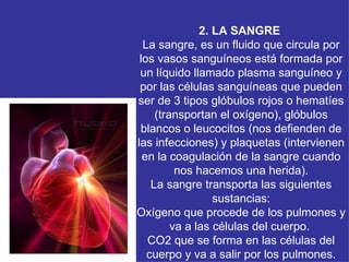 2. LA SANGRE  La sangre, es un fluido que circula por los vasos sanguíneos está formada por un líquido llamado plasma sanguíneo y por las células sanguíneas que pueden ser de 3 tipos glóbulos rojos o hematíes (transportan el oxígeno), glóbulos blancos o leucocitos (nos defienden de las infecciones) y plaquetas (intervienen en la coagulación de la sangre cuando nos hacemos una herida). La sangre transporta las siguientes sustancias: Oxígeno que procede de los pulmones y va a las células del cuerpo.  CO2 que se forma en las células del cuerpo y va a salir por los pulmones. 