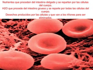 Nutrientes que proceden del intestino delgado y se reparten por las células del cuerpo. H2O que procede del intestino grueso y se reparte por todas las células del cuerpo. Desechos producidos por las células y que van a los riñones para ser eliminados. 