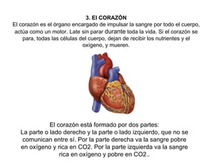 3. El CORAZÓN El corazón es el órgano encargado de impulsar la sangre por todo el cuerpo, actúa como un motor. Late sin parar  durante  toda la vida. Si el corazón se para, todas las células del cuerpo, dejan de recibir los nutrientes y el oxígeno, y mueren. El corazón está formado por dos partes: La parte o lado derecho y la parte o lado izquierdo, que no se comunican entre sí. Por la parte derecha va la sangre pobre en oxígeno y rica en CO2. Por la parte izquierda va la sangre rica en oxígeno y pobre en CO2.. 