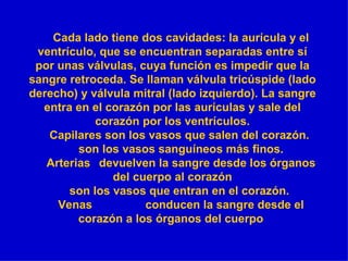 Cada lado tiene dos cavidades: la aurícula y el ventrículo, que se encuentran separadas entre sí por unas válvulas, cuya función es impedir que la sangre retroceda. Se llaman válvula tricúspide (lado derecho) y válvula mitral (lado izquierdo). La sangre entra en el corazón por las aurículas y sale del corazón por los ventrículos. Capilares son los vasos que salen del corazón.  son los vasos sanguíneos más finos. Arterias  devuelven la sangre desde los órganos del cuerpo al corazón son los vasos que entran en el corazón.  Venas  conducen la sangre desde el corazón a los órganos del cuerpo  