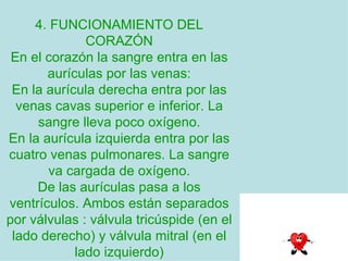 4. FUNCIONAMIENTO DEL CORAZÓN En el corazón la sangre entra en las aurículas por las venas: En la aurícula derecha entra por las venas cavas superior e inferior. La sangre lleva poco oxígeno. En la aurícula izquierda entra por las cuatro venas pulmonares. La sangre va cargada de oxígeno. De las aurículas pasa a los ventrículos. Ambos están separados por válvulas : válvula tricúspide (en el lado derecho) y válvula mitral (en el lado izquierdo) 