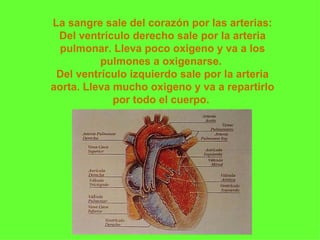 La sangre sale del corazón por las arterias: Del ventrículo derecho sale por la arteria pulmonar. Lleva poco oxigeno y va a los pulmones a oxigenarse.  Del ventrículo izquierdo sale por la arteria aorta. Lleva mucho oxigeno y va a repartirlo por todo el cuerpo.  