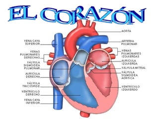 EL CORAZÓN 