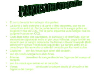 El corazón está formado por dos partes: La parte o lado derecho y la parte o lado izquierdo, que no se comunican entre sí. Por la parte derecha va la sangre pobre en oxígeno y rica en CO2. Por la parte izquierda va la sangre rica en oxígeno y pobre en CO2.. Cada lado tiene dos cavidades: la aurícula y el ventrículo, que se encuentran separadas entre sí por unas válvulas, cuya función es impedir que la sangre retroceda. Se llaman válvula tricúspide (lado derecho) y válvula mitral (lado izquierdo). La sangre entra en el corazón por las aurículas y sale del corazón por los ventrículos. Capilares  son los vasos que salen del corazón.  son los vasos sanguíneos más finos. Arterias  devuelven la sangre desde los órganos del cuerpo al corazón son los vasos que entran en el corazón.  Venas  conducen la sangre desde el corazón a los órganos del cuerpo  PARTES DEL CORAZÓN 