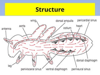 Lymph Bug Insect Comprehensive Overview of the Insect Circulatory System and Hemolymph ...