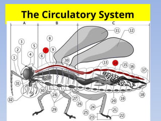Lymph Bug Insect Comprehensive Overview of the Insect Circulatory System and Hemolymph ...