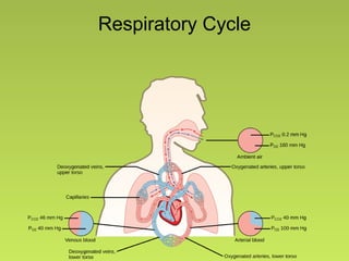 Respiratory Cycle
 