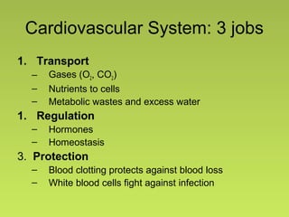 Cardiovascular System: 3 jobs
1. Transport
– Gases (O2, CO2)
– Nutrients to cells
– Metabolic wastes and excess water
1. Regulation
– Hormones
– Homeostasis
3. Protection
– Blood clotting protects against blood loss
– White blood cells fight against infection
 