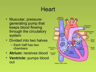 Heart
• Muscular, pressure-
generating pump that
keeps blood flowing
through the circulatory
system
• Divided into two halves
– Each half has two
chambers
• Atrium: receives blood
• Ventricle: pumps blood
out
 