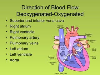Direction of Blood Flow
Deoxygenated-Oxygenated
• Superior and inferior vena cava
• Right atrium
• Right ventricle
• Pulmonary artery
• Pulmonary veins
• Left atrium
• Left ventricle
• Aorta
 