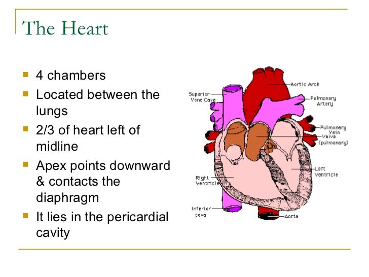 Circulatory system