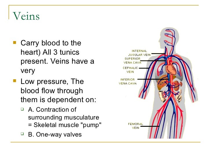 what do the veins do in the circulatory system what do the veins do in the circulatory system