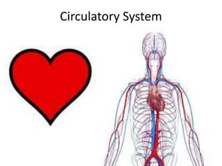 Circulatory System For Kids Diagram Theory Vocabulary 40 Off