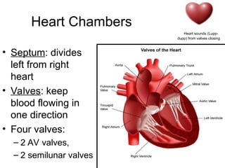 Heart Chambers
• Septum: divides
left from right
heart
• Valves: keep
blood flowing in
one direction
• Four valves:
– 2 AV valves,
– 2 semilunar valves
Heart sounds (Lupp-
dupp) from valves closing
 