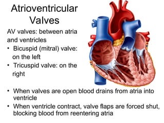 Atrioventricular
Valves
AV valves: between atria
and ventricles
• Bicuspid (mitral) valve:
on the left
• Tricuspid valve: on the
right
• When valves are open blood drains from atria into
ventricle
• When ventricle contract, valve flaps are forced shut,
blocking blood from reentering atria
 