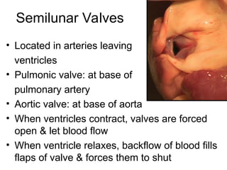 Semilunar Valves
• Located in arteries leaving
ventricles
• Pulmonic valve: at base of
pulmonary artery
• Aortic valve: at base of aorta
• When ventricles contract, valves are forced
open & let blood flow
• When ventricle relaxes, backflow of blood fills
flaps of valve & forces them to shut
 
