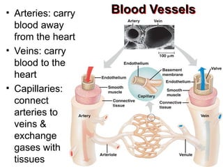 Blood Vessels
• Arteries: carry
blood away
from the heart
• Veins: carry
blood to the
heart
• Capillaries:
connect
arteries to
veins &
exchange
gases with
tissues
 