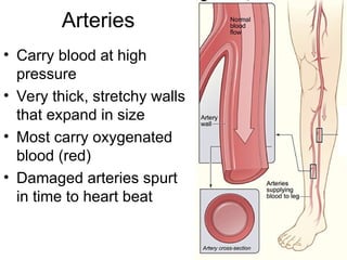 Arteries
• Carry blood at high
pressure
• Very thick, stretchy walls
that expand in size
• Most carry oxygenated
blood (red)
• Damaged arteries spurt
in time to heart beat
 