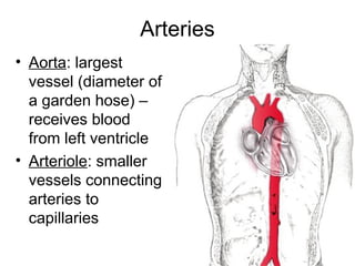 Arteries
• Aorta: largest
vessel (diameter of
a garden hose) –
receives blood
from left ventricle
• Arteriole: smaller
vessels connecting
arteries to
capillaries
 