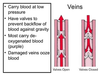 Veins
• Carry blood at low
pressure
• Have valves to
prevent backflow of
blood against gravity
• Most carry de-
oxygenated blood
(purple)
• Damaged veins ooze
blood
 