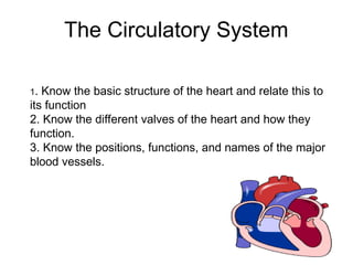 The Circulatory System
1. Know the basic structure of the heart and relate this to
its function
2. Know the different valves of the heart and how they
function.
3. Know the positions, functions, and names of the major
blood vessels.
 