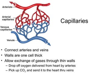 Capillaries
• Connect arteries and veins
• Walls are one cell thick
• Allow exchange of gases through thin walls
– Drop off oxygen delivered from heart by arteries
– Pick up CO2 and send it to the heart thru veins
 