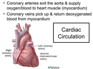 Cardiac
Circulation
• Coronary arteries exit the aorta & supply
oxygen/blood to heart muscle (myocardium)
• Coronary veins pick up & return deoxygenated
blood from myocardium
 