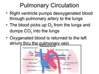 Pulmonary Circulation
• Right ventricle pumps deoxygenated blood
through pulmonary artery to the lungs
• The blood picks up O2 from the lungs and
dumps CO2 into the lungs
• Oxygenated blood is returned to the left
atrium thru the pulmonary vein
 