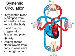 Systemic
Circulation
• Oxygenated blood
is pumped from
left ventricle thru
aorta to the body
• Blood dumps
oxygen into
tissues and picks
up CO2
• Deoxygenated
blood travels from
body to vena cava
to the right atrium
 