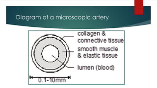 Diagram of a microscopic artery