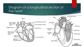 Diagram of a longitudinal section of
the heart