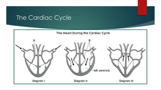 The Cardiac Cycle