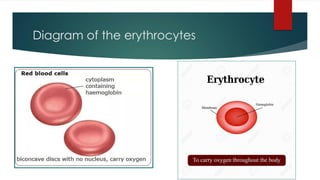 Diagram of the erythrocytes