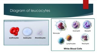 Diagram of leucocytes