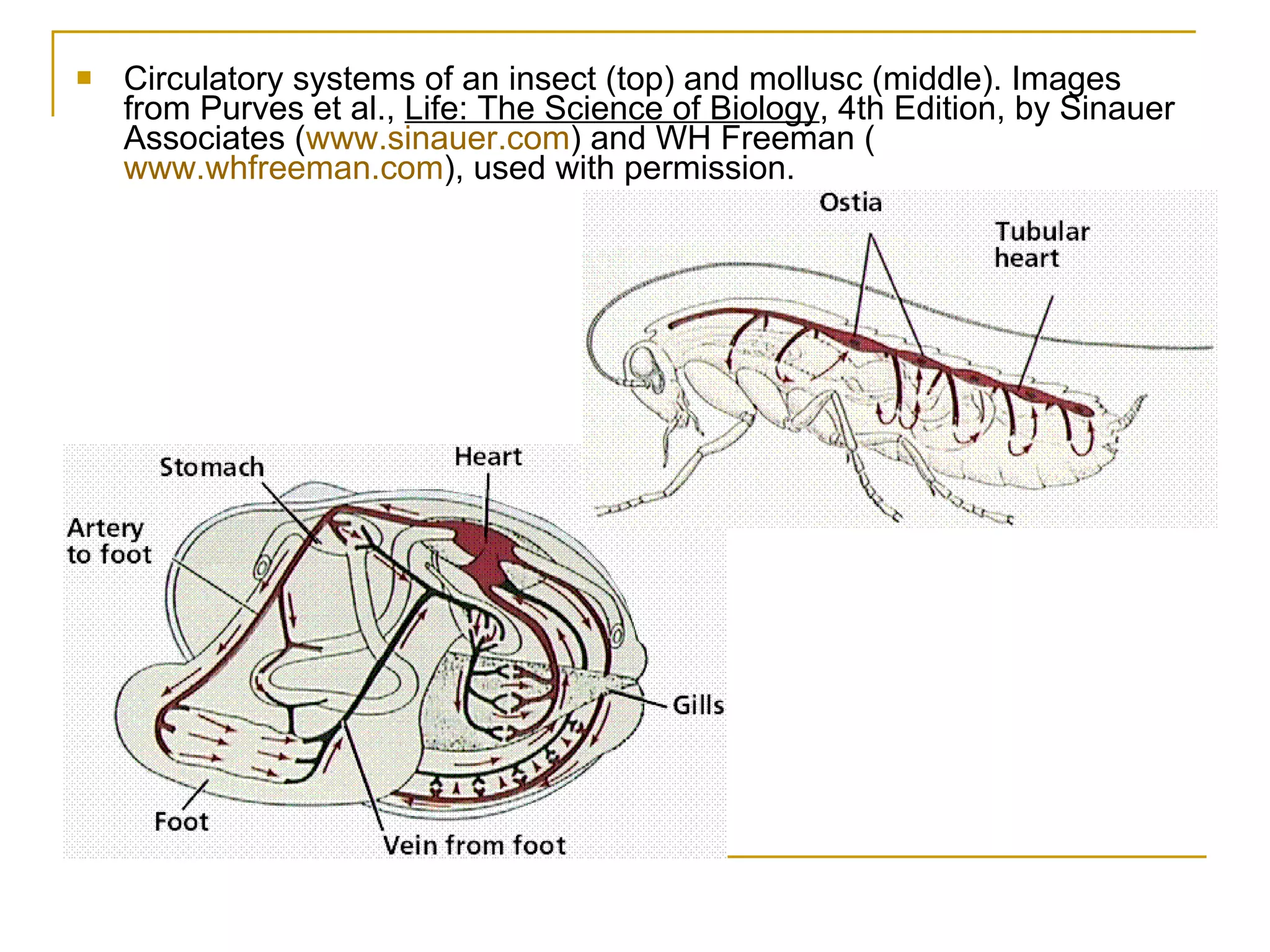 Circulatory System Of The Vertebrates | PPT