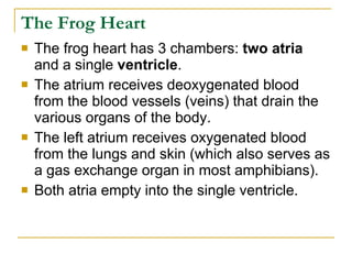 Circulatory System Of The Vertebrates | PPT