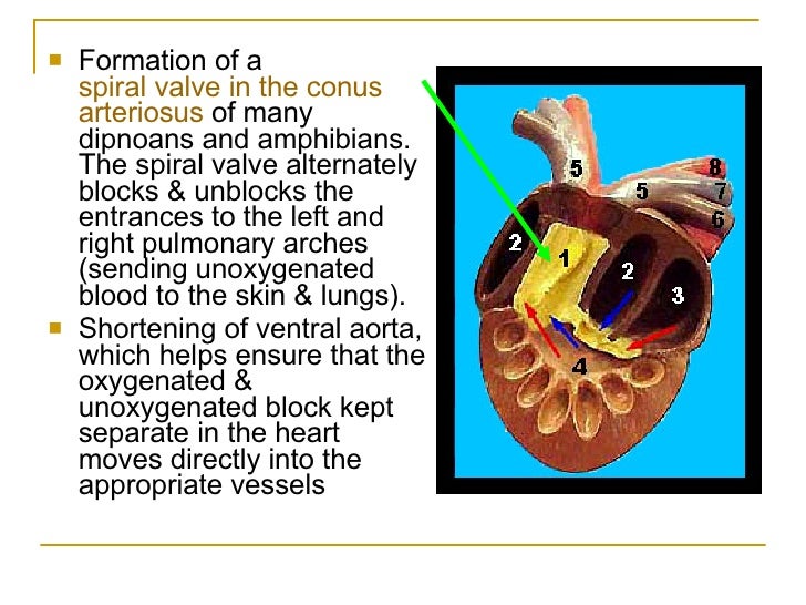 Circulatory System Of The Vertebrates