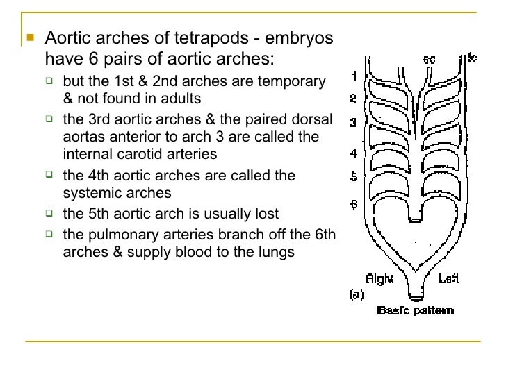 Circulatory System Of The Vertebrates