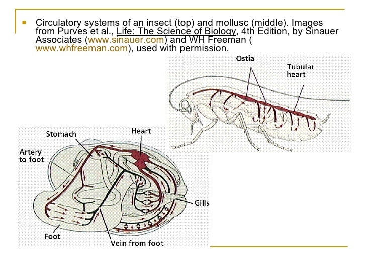 Circulatory System Of The Vertebrates
